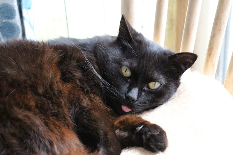 Léona