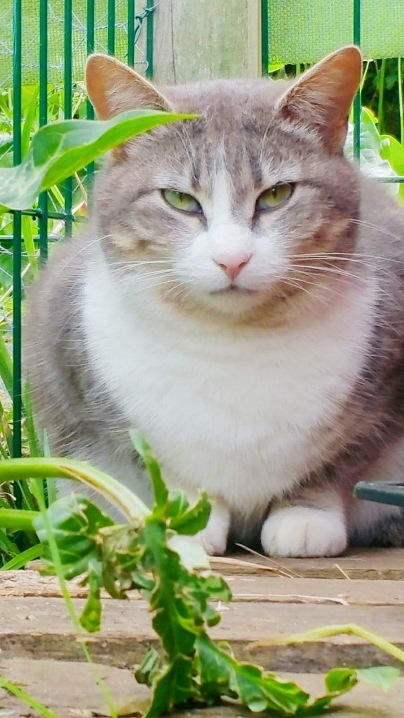 Mew