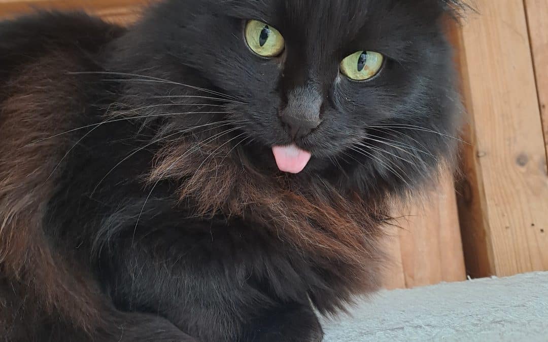 BLACK JACK