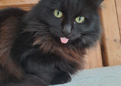 BLACK JACK