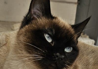 Tam