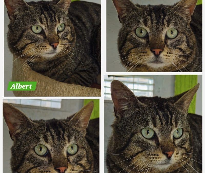 Albert