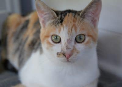 JAVA
