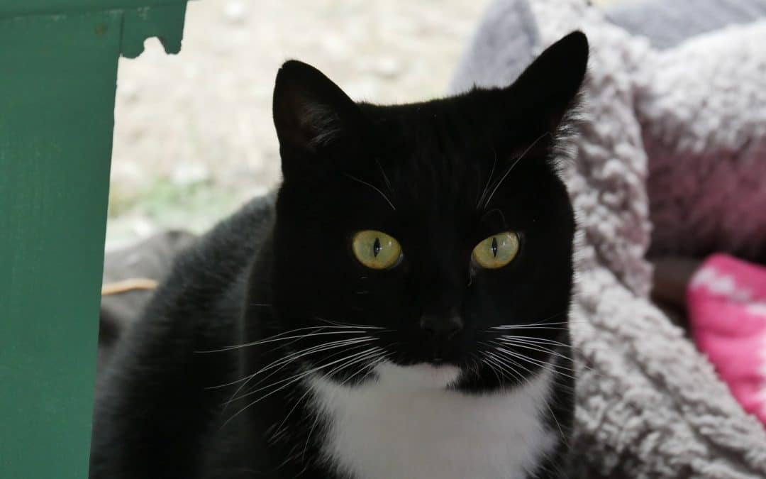 JOSEPHINE