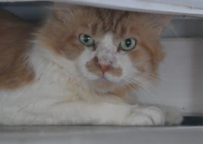 RENGAR