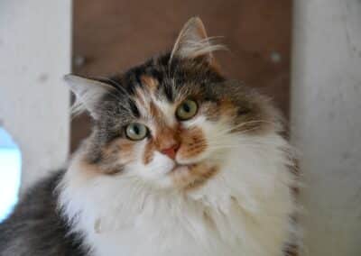 FARRAH