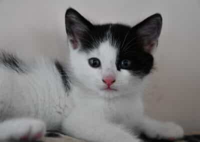 FERGUS