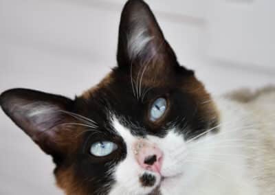 BOWIE