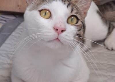 LANCELOT