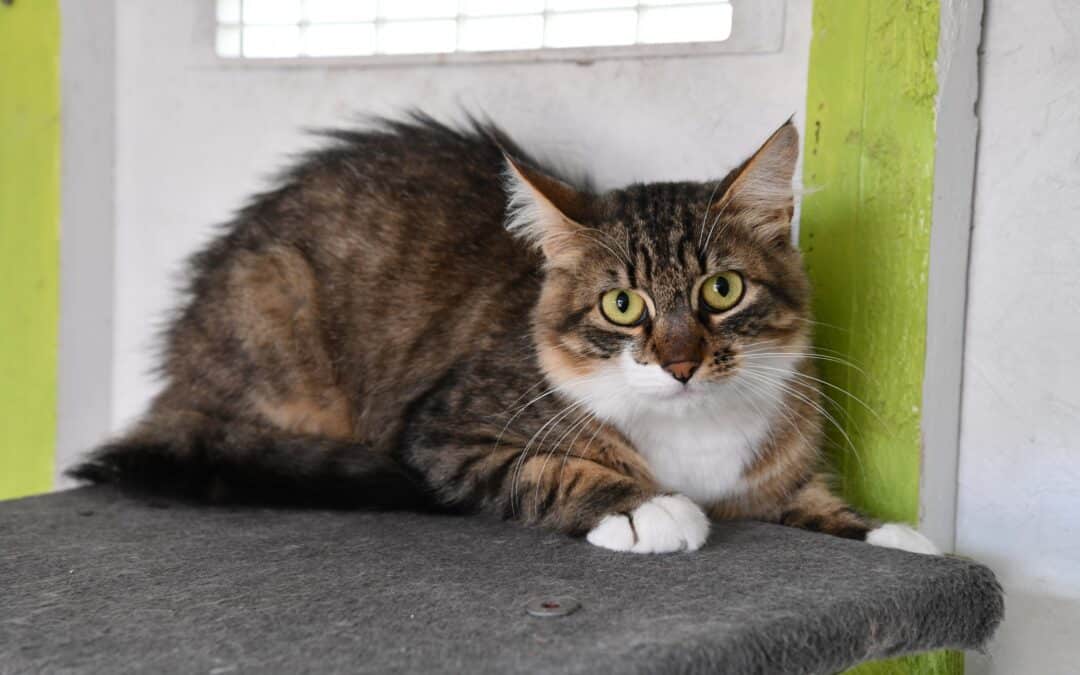 ESTRAGON